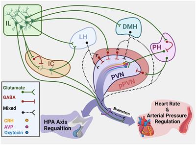 Cortical–Hypothalamic Integration of Autonomic and Endocrine Stress Responses